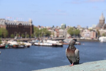 View on a pigeon with Amsterdam in the Background 