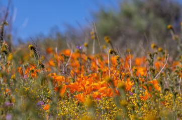Close up view of wild poppy flowers, selective focus