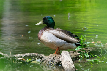 Mallard in a marsh