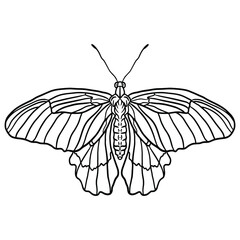 Fototapeta na wymiar Black and white outline illustration of a beautiful butterfly isolated on a white backgrounnd.