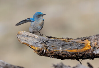 Mountain Bluebirds
