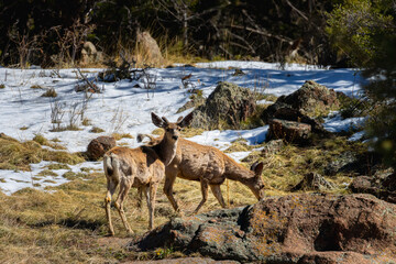 Mule Deer Herd