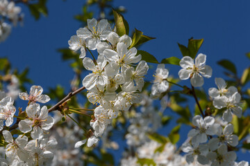 Close-up of white and tender cherry flowers on a twig against the backdrop of flowering upper branches and a blue sky. Sunny spring evening.