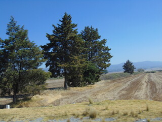 Fototapeta na wymiar pine tree on the hill