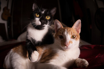 Fototapeta premium Gatos filhote preto, branco e amarelo 