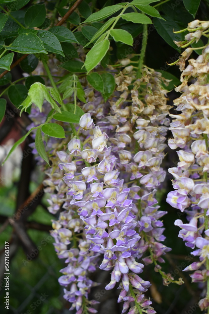 Sticker Wisteria Flowers