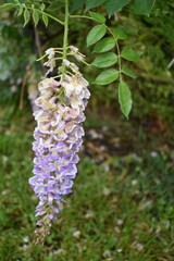 Wisteria Flower