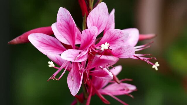 Tokyo,Japan - May 25, 2022: Oenothera lindheimeri or pink gaura or Indian feather 
