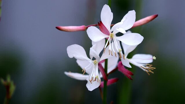 Tokyo,Japan - May 25, 2022: Oenothera lindheimeri or white gaura or Indian feather 
