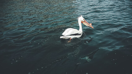 A pelican swims in the springtime river