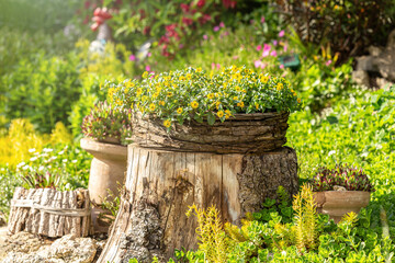 Garden landscaping and decoration impressions with blooming yellow spring flowers arranged in a...