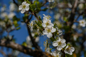 Plum flowers and young leaves on a twig close-up against the background of the upper branches and the blue sky. Sunny spring evening.