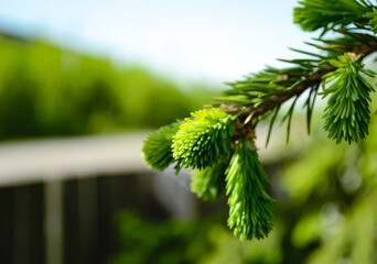 Close-up of a young spruce branch and its green needles in bokeh
