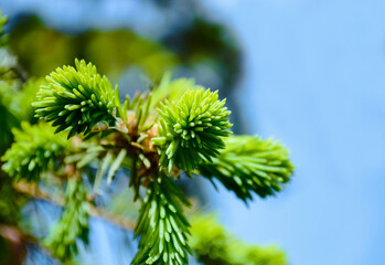 Young spruce branch with bright green needles close-up against the blue sky and silhouettes of other branches