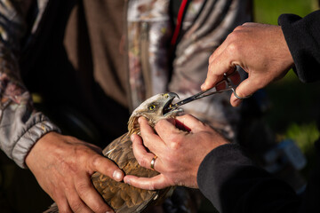 Feeding mealworms to a western marsh harrier injured during migration