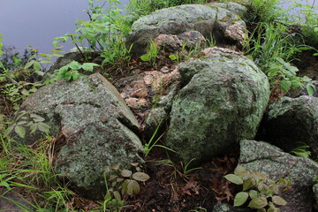 moss on the stone