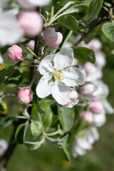Obraz premium Flowering blossomed apple tree in nature. Selective focus