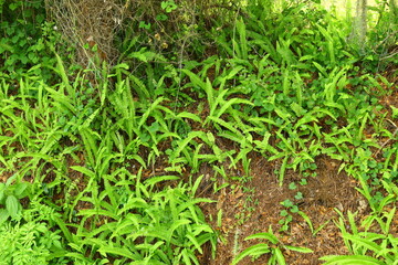 Fresh wild green fern plants leaves in nature great background