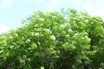 Spotted water hemlock Cicuta maculata native to North America is one of the most toxic plants,...