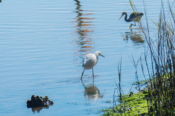 Snowy Egret