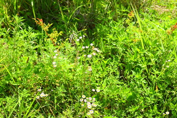 Spotted water hemlock Cicuta maculata native to North America is one of the most toxic plants, grows tall in wetlands white cluster of flowers