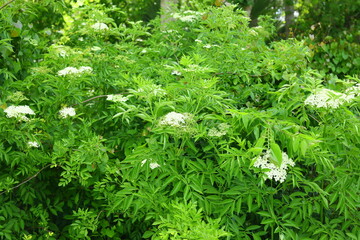 Spotted water hemlock Cicuta maculata native to North America is one of the most toxic plants, grows tall in wetlands white cluster of flowers