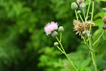 Cirsium horridulum THISTLE native North America perennial plant spiny but edible leaves, blossom anti inflammatory properties background