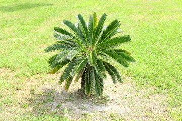 King sago palm tree Cycas revoluta a member of the cycad family native to Japan and southern China...