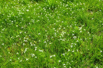 Dichromena colorata Florida native an evergreen grasslike perennial boasting striking daisy-like flowers ground covering  wild plants in wetlands