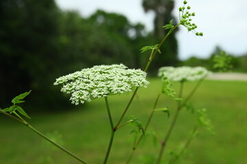 Spotted water hemlock Cicuta maculata native to North America is one of the most toxic plants,...
