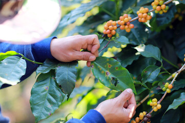 Plant disease of coffee leaf  in farm with Researcher.coffee plantation.harvesting Robusta and...