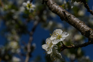 Close-up of a plum blossom in detail on a twig under the upper branches and a blue sky in the golden sunlight of a spring evening.