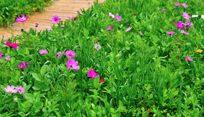 Euroflora nervi parks garden Genoa Italy