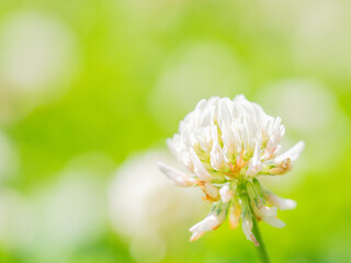 Obraz premium flowers