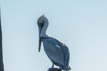 Brown pelican