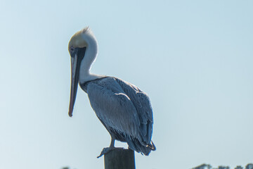 Brown pelican