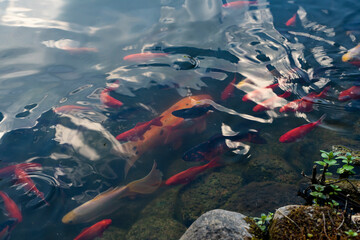 Ryby pływające w oczku wodnym, Ryby w czasie karmienia, Ryby przy tafli wody,  Fish floating in the pond, Fish during feeding, Fish near the water surface,