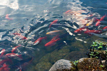 Ryby pływające w oczku wodnym, Ryby w czasie karmienia, Ryby przy tafli wody,  Fish floating in the pond, Fish during feeding, Fish near the water surface, © Follow the Sun