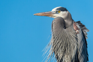 Great Blue Heron