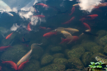 Ryby pływające w oczku wodnym, Ryby w czasie karmienia, Ryby przy tafli wody,  Fish floating in the pond, Fish during feeding, Fish near the water surface, © Follow the Sun