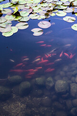 Ryby pływające w oczku wodnym, Ryby w czasie karmienia, Ryby przy tafli wody,  Fish floating in...