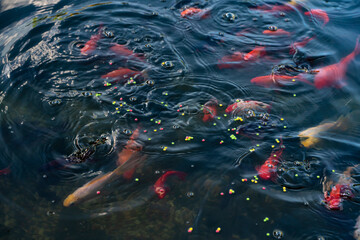 Ryby pływające w oczku wodnym, Ryby w czasie karmienia, Ryby przy tafli wody,  Fish floating in...