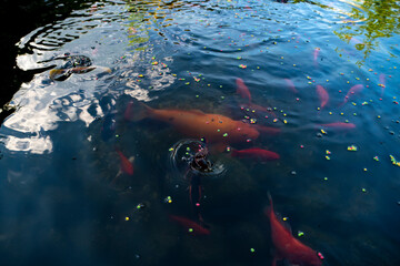 Ryby pływające w oczku wodnym, Ryby w czasie karmienia, Ryby przy tafli wody,  Fish floating in the pond, Fish during feeding, Fish near the water surface, © Follow the Sun