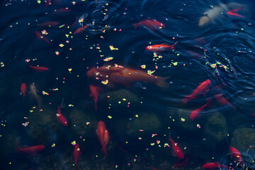 Ryby pływające w oczku wodnym, Ryby w czasie karmienia, Ryby przy tafli wody,  Fish floating in the pond, Fish during feeding, Fish near the water surface, © Follow the Sun