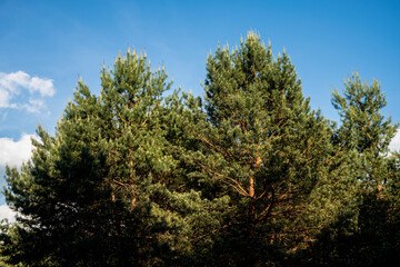 pędy sosny, sosna, sosny, drzewa iglaste  © Follow the Sun