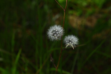 Dry dandelion - some people believe if you make a wish while puffing a dandelion it will definitely come true! - obrazy, fototapety, plakaty