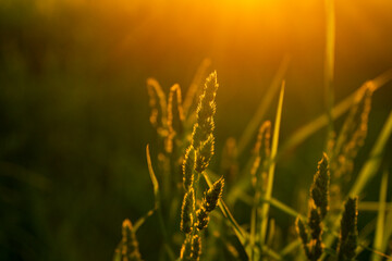 Meadow after rain during the magical sunset, A magical sunset over the meadow, Grasses and meadows during sunset