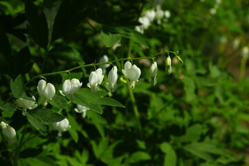 Bleeding Heart flower plant called  herbaceous Dicentra in unusual white color unique tender beauty