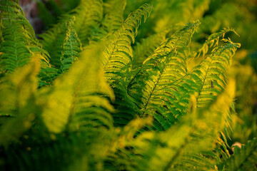 Zielono żółta paproć w świetle zachodzącego słońca, Paprotka, Zielona Paproć