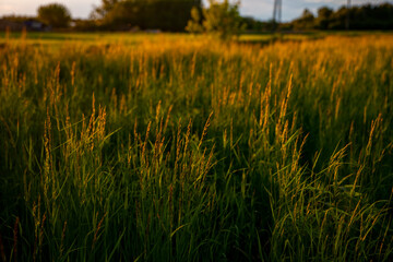 Meadow after rain during the magical sunset, A magical sunset over the meadow, Grasses and meadows during sunset